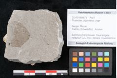 Foto (Objekt + Etikett) von Phaseolites oligantherus Unger (NHMW-GEO-2024-0188-6675)